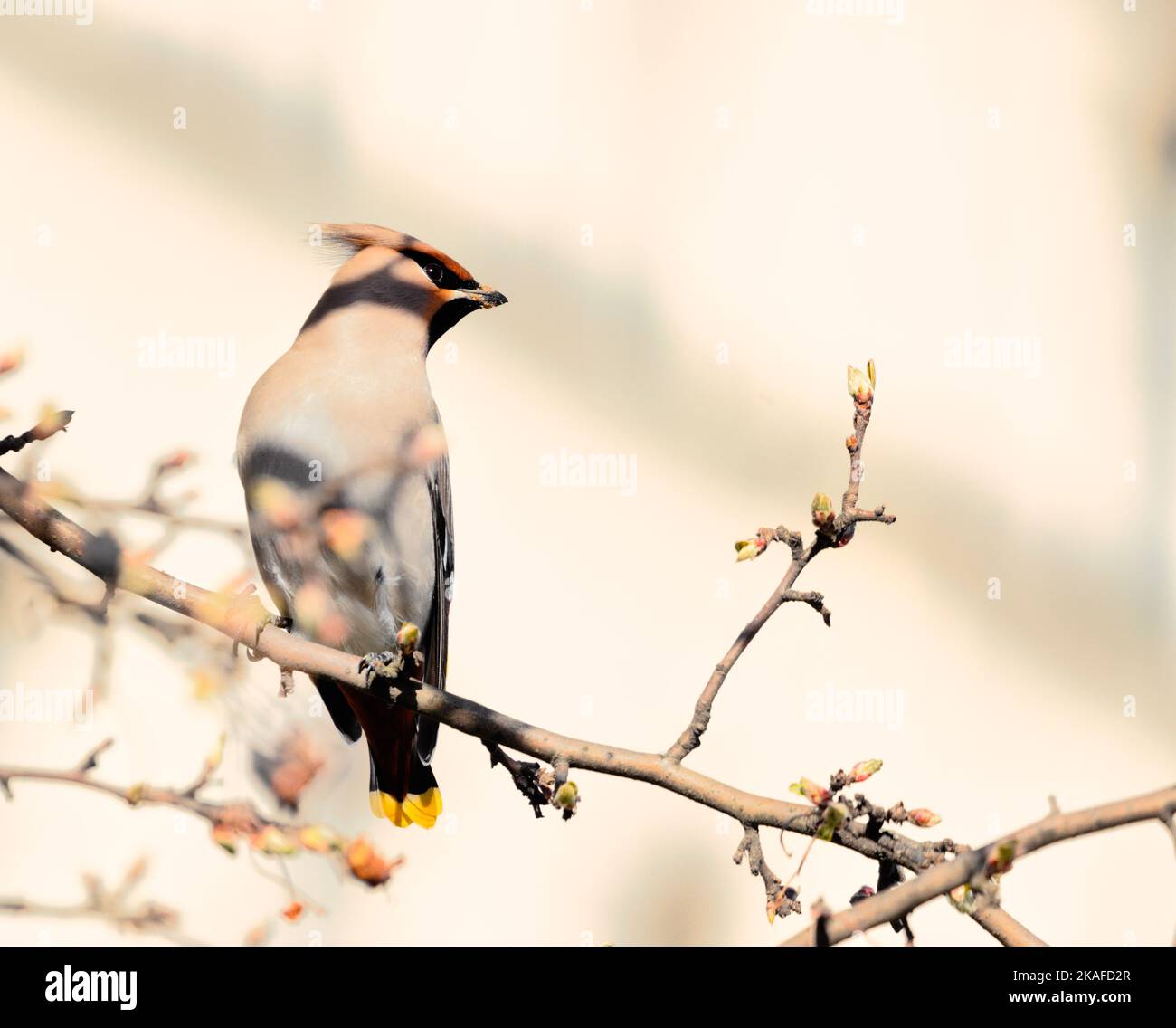 waxwing perched in tree on sunny winter day Stock Photo