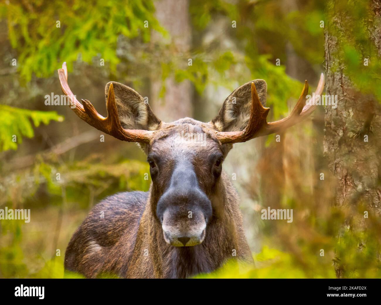 moose bull with antlers in the wild in a forest Stock Photo