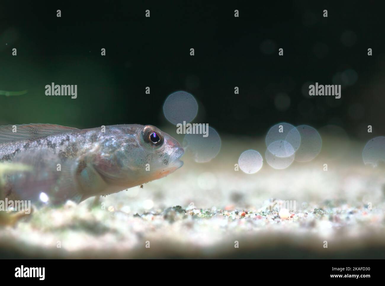 Small fish with bokeh bubbles Stock Photo