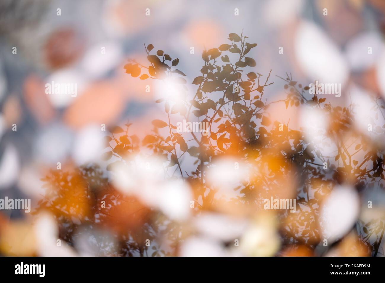 Silhouette of a tree reflected in a puddle with orange autumn leaves. Autumn and fall abstract background Stock Photo