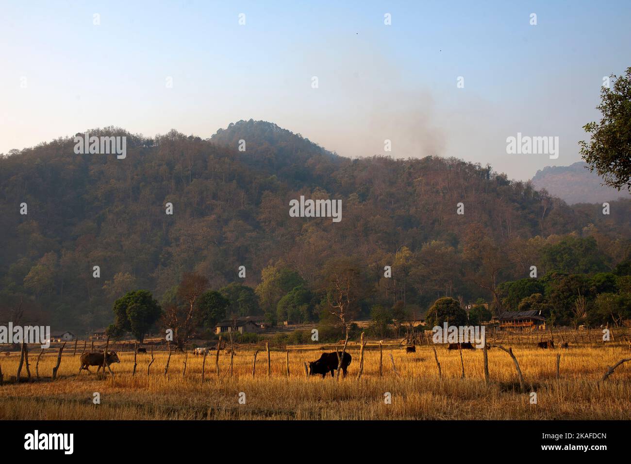 Chuka village with heavy jungle in the background. Chuka village was made famous by Jim Corbett in his book Maneaters of Kumaon, Uttarakhand, India Stock Photo