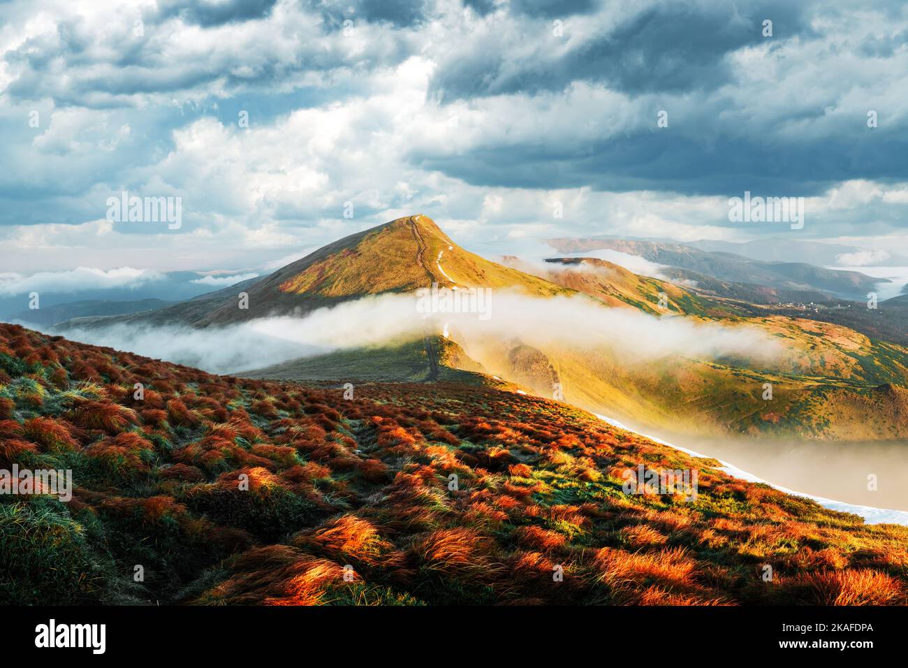 Orange grass trembling in the wind in autumn mountains at sunrise. A soft mist flows through the mountain peaks. Carpathian mountains, Ukraine. Landscape photography Stock Photo