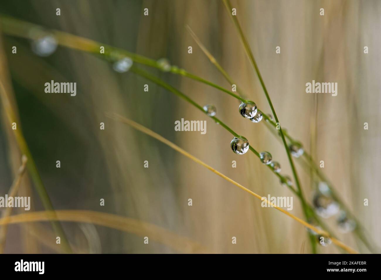 A closeup of grass covered with water droplets Stock Photo - Alamy