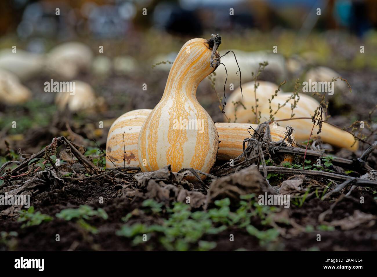 A closeup of orange striped cushaw growing in the garden Stock Photo