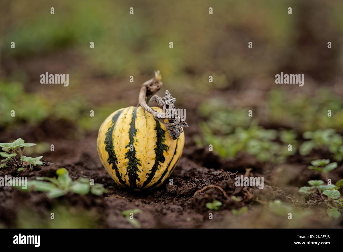 A closeup of a delicata squash growing in the garden Stock Photo