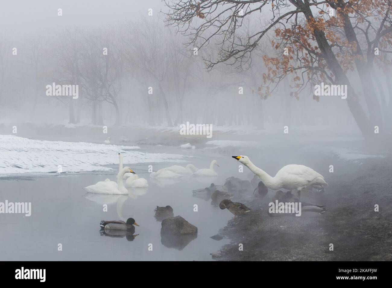 A beautiful shot of whooper swans and wild ducks at a lakeshore in a ...