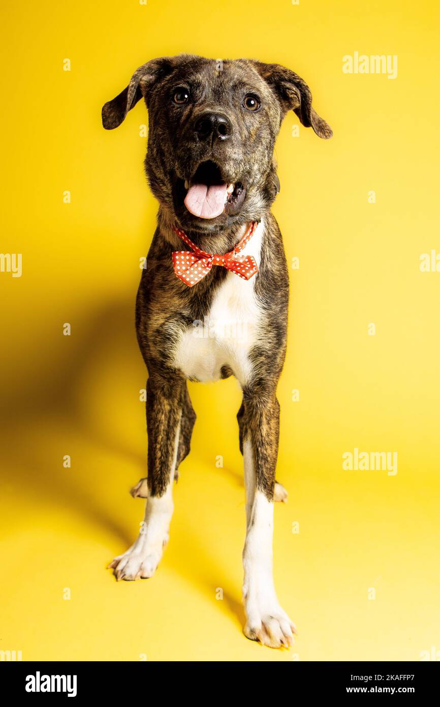 Where Did The Treeing Tennessee Brindle Come From