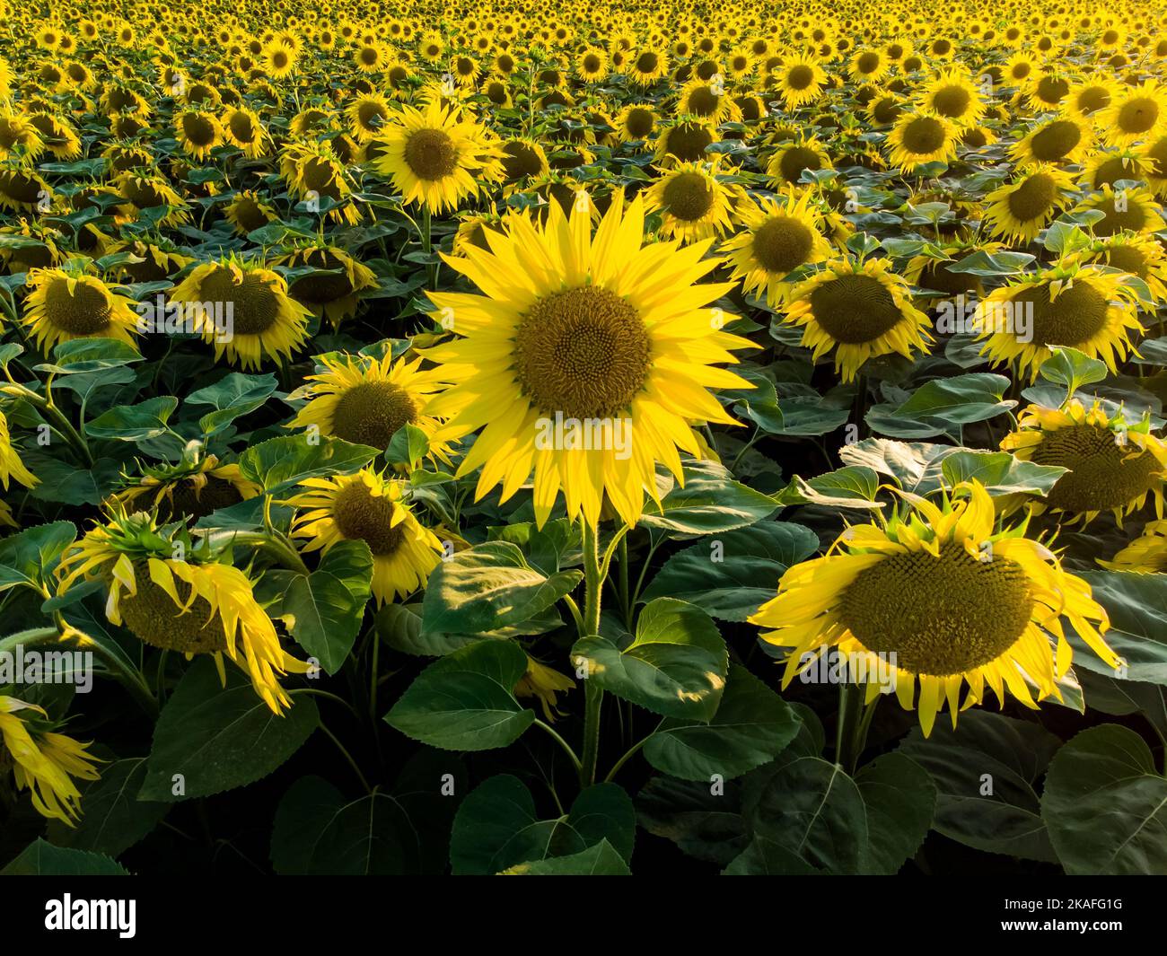 A beautiful yellow field of sunflowers - great for a wallpaper Stock ...