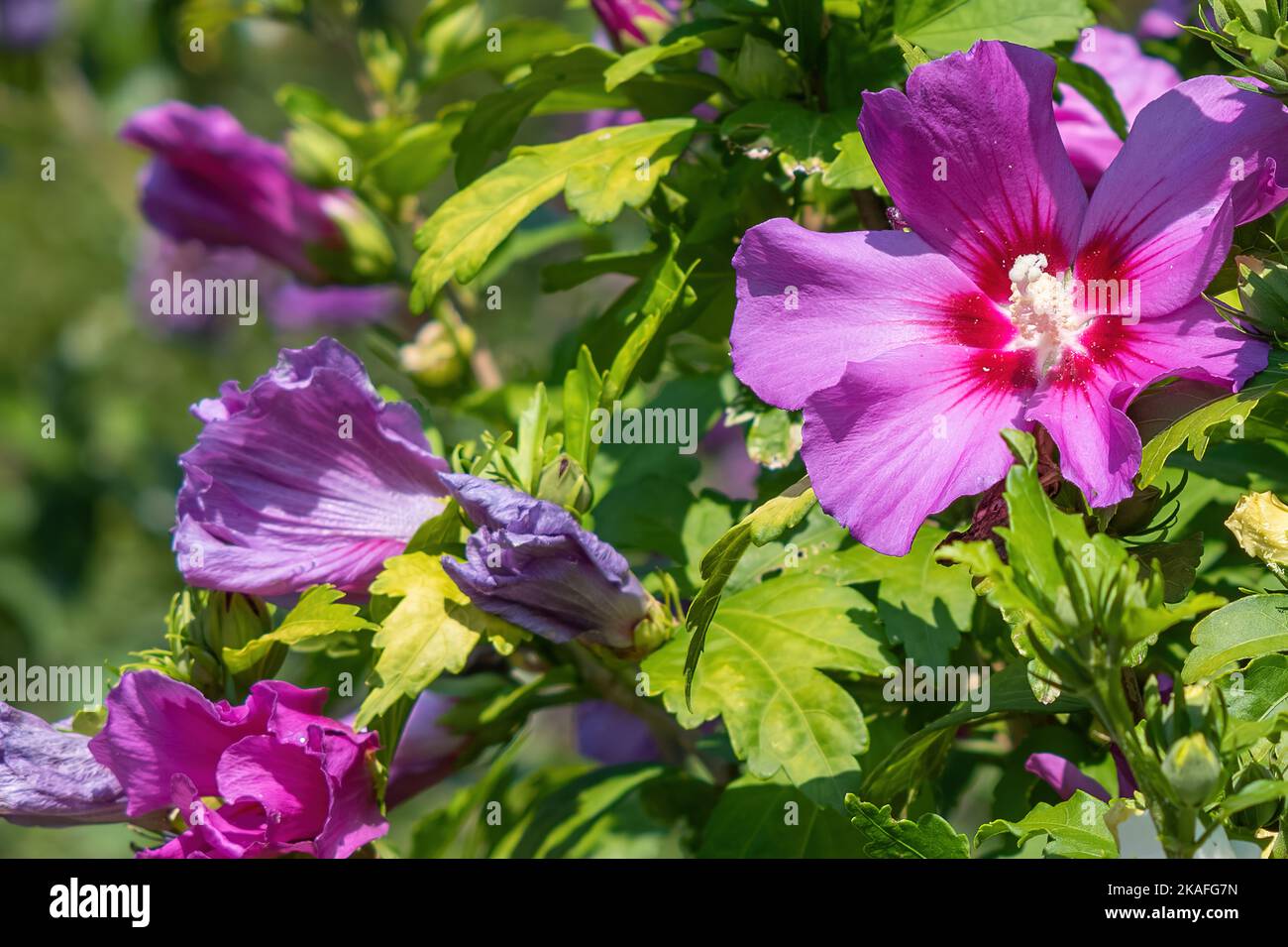 A closeup of blooming Hibiscus syriacus flowers with green leaves Stock ...