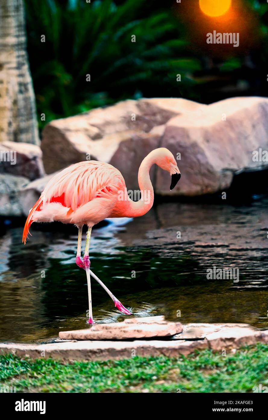 Pink Flamingo (Phoenicopterus roseus) at Sunset Stock Photo