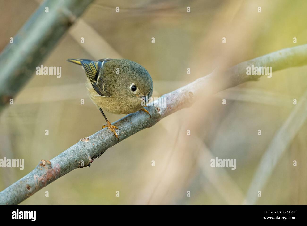 A close-up of a goldcrest (Regulus regulus) resting on a tree branch ...