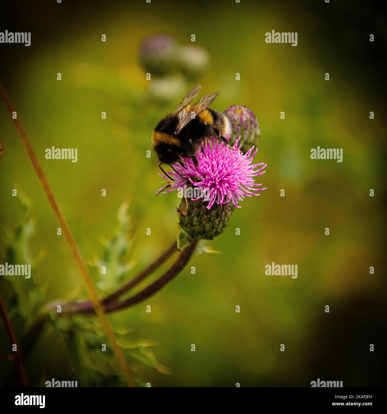A closeup of bumble bee sipping nectar from thistle Stock Photo