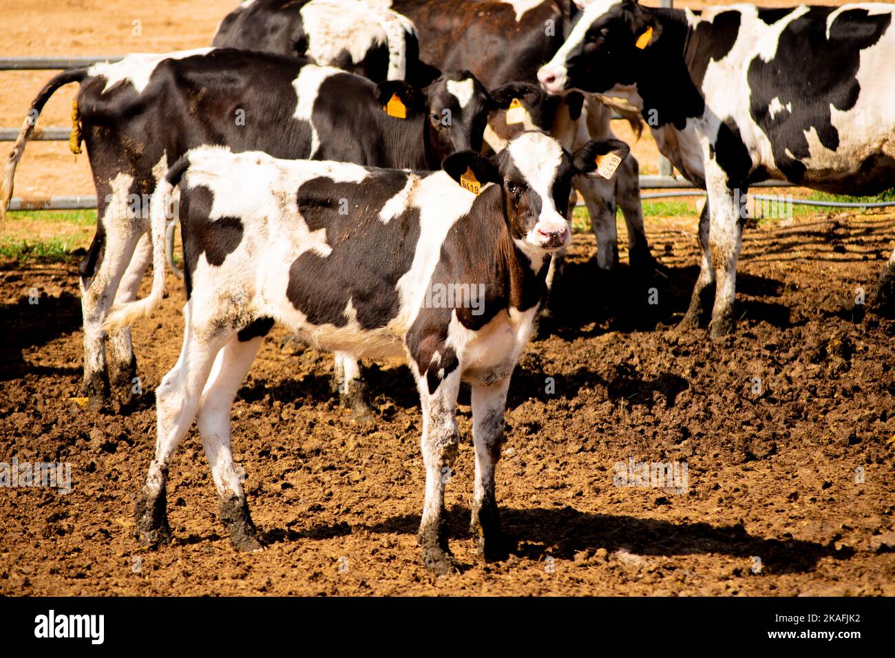 Calf, young cows black and white in a outdoor farm at summer Stock