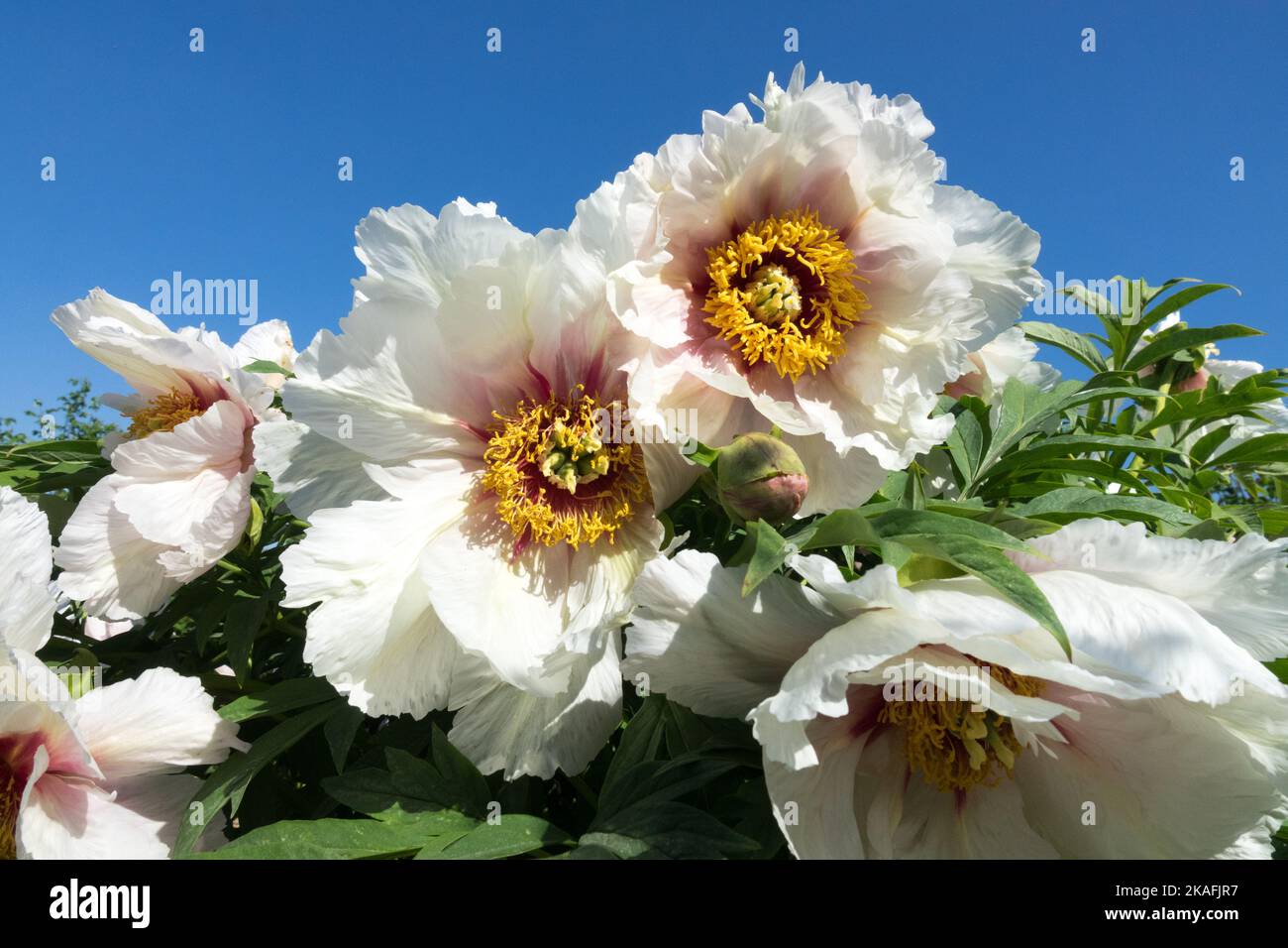 Tree Peony, 'Helene Martin', Flowers, Paeonia, Blooming, Ornamental, Peonies Lutea hybrid Stock Photo
