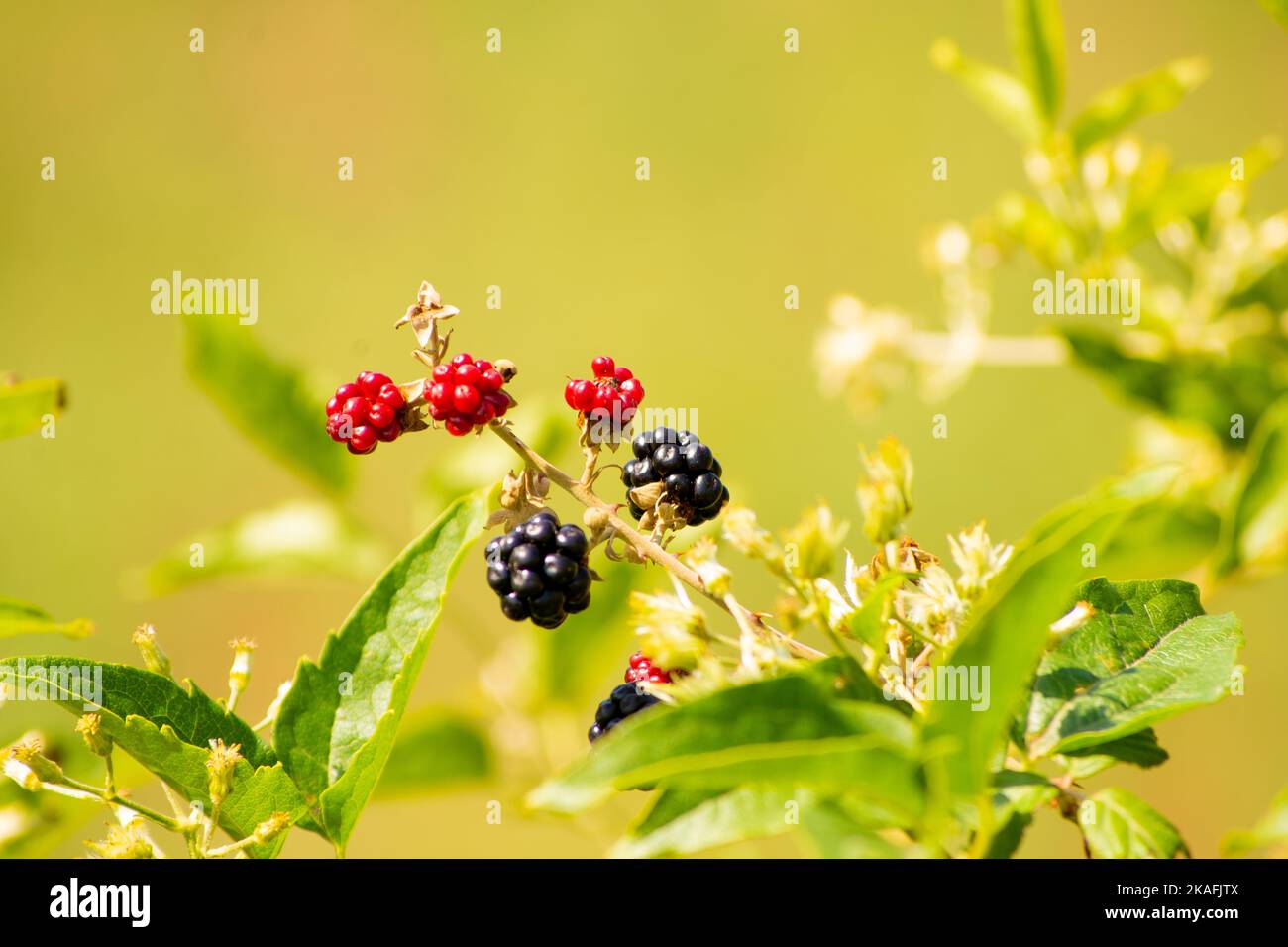 Black and red Blackberries in plant with blurry background. Blackberry