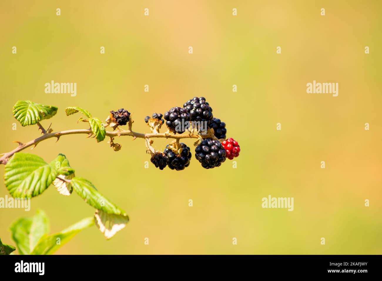 Black and red Blackberries in plant with blurry background. Blackberry
