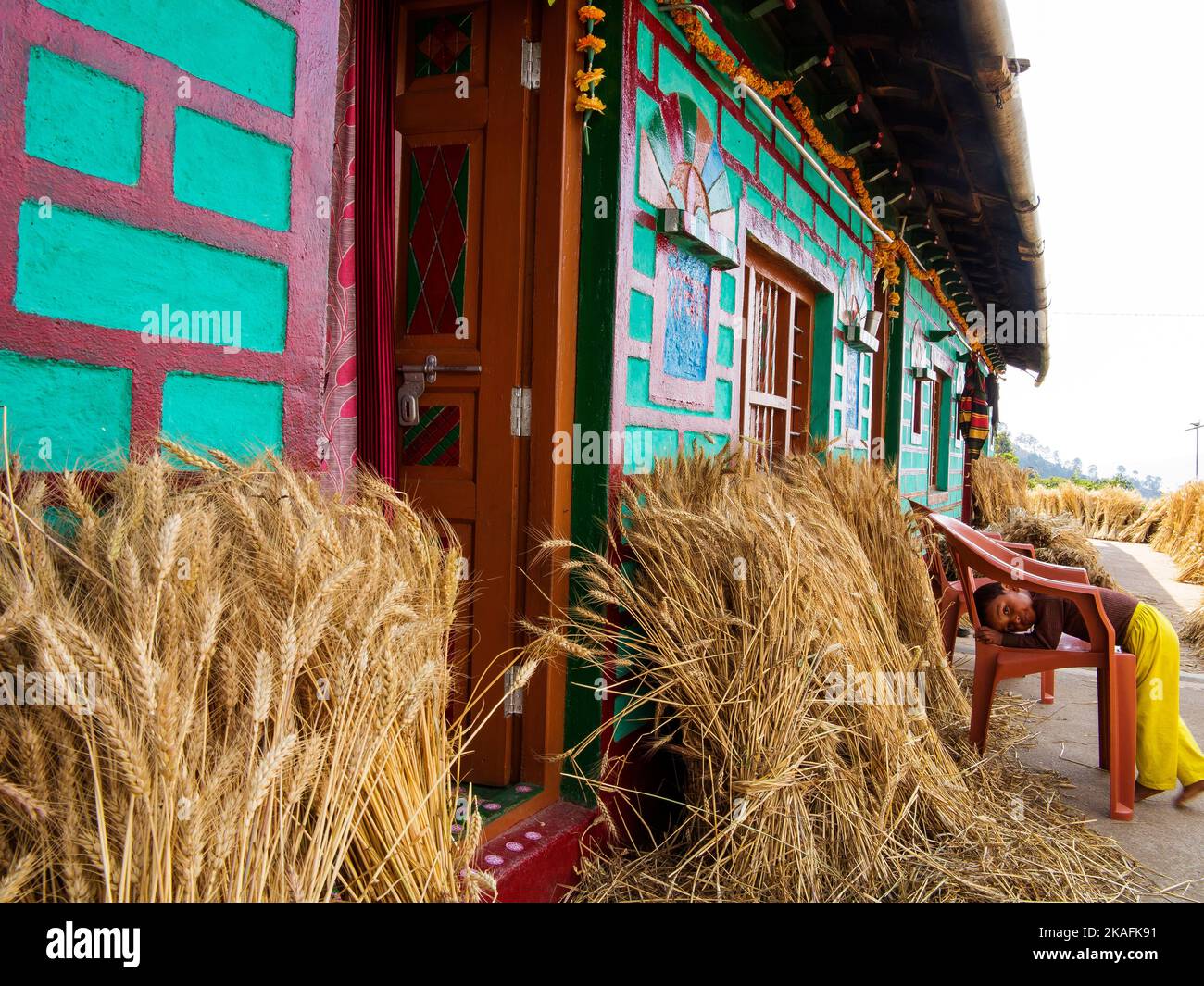 Wheat sprouts drying on a house at  Kala Agar village, Kumaon Hills, Uttarakhand, India Stock Photo