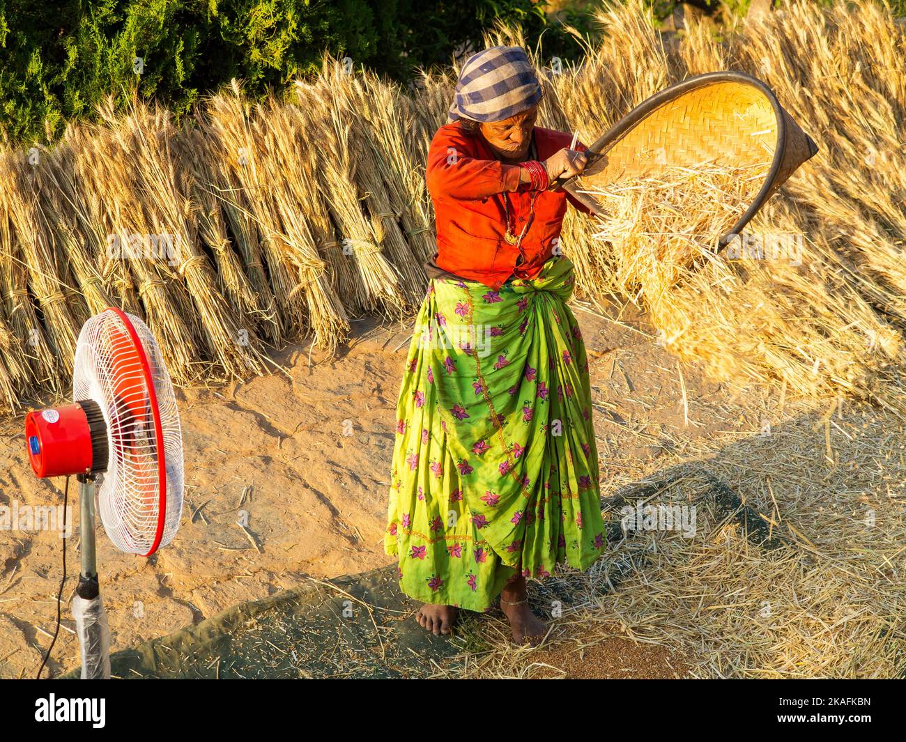 Old indian woman working in his wheat crop, Kala Agar village, Kumaon Hills, Uttarakhand, India Stock Photo