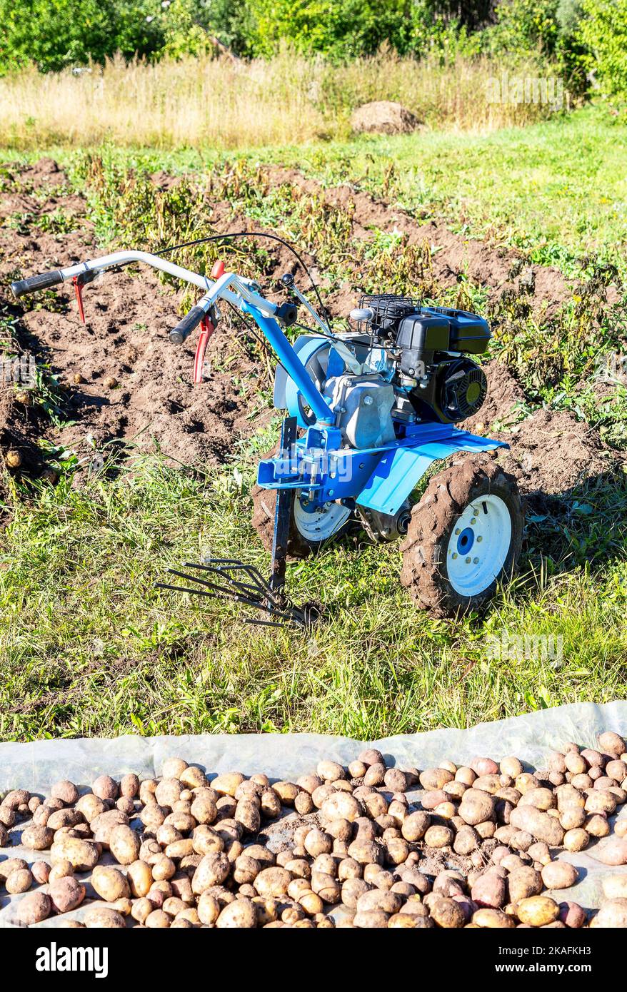 Harvesting potatoes with a walk-behind tractor. Walk-behind tractor works on harvesting potatoes Stock Photo