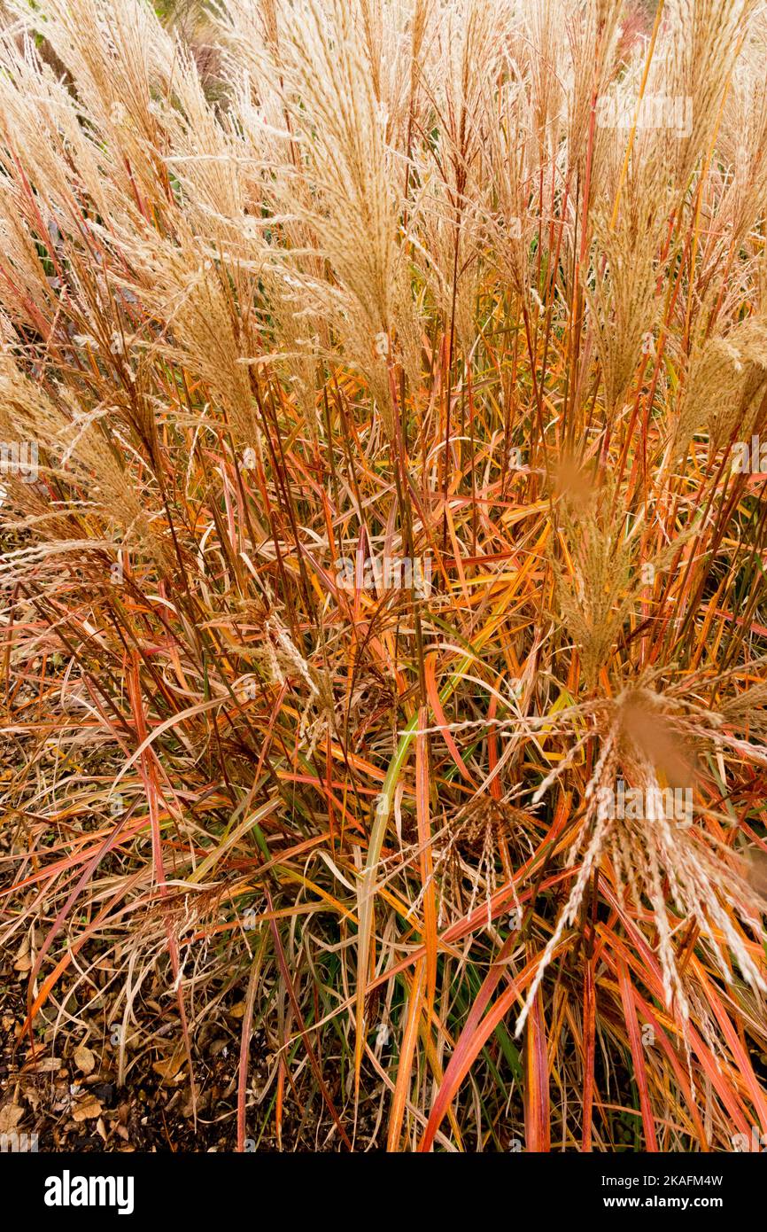 Dwarf Maiden Grass,Miscanthus Ferner Osten turns copper-red in autumn before dying back for winter Stock Photo