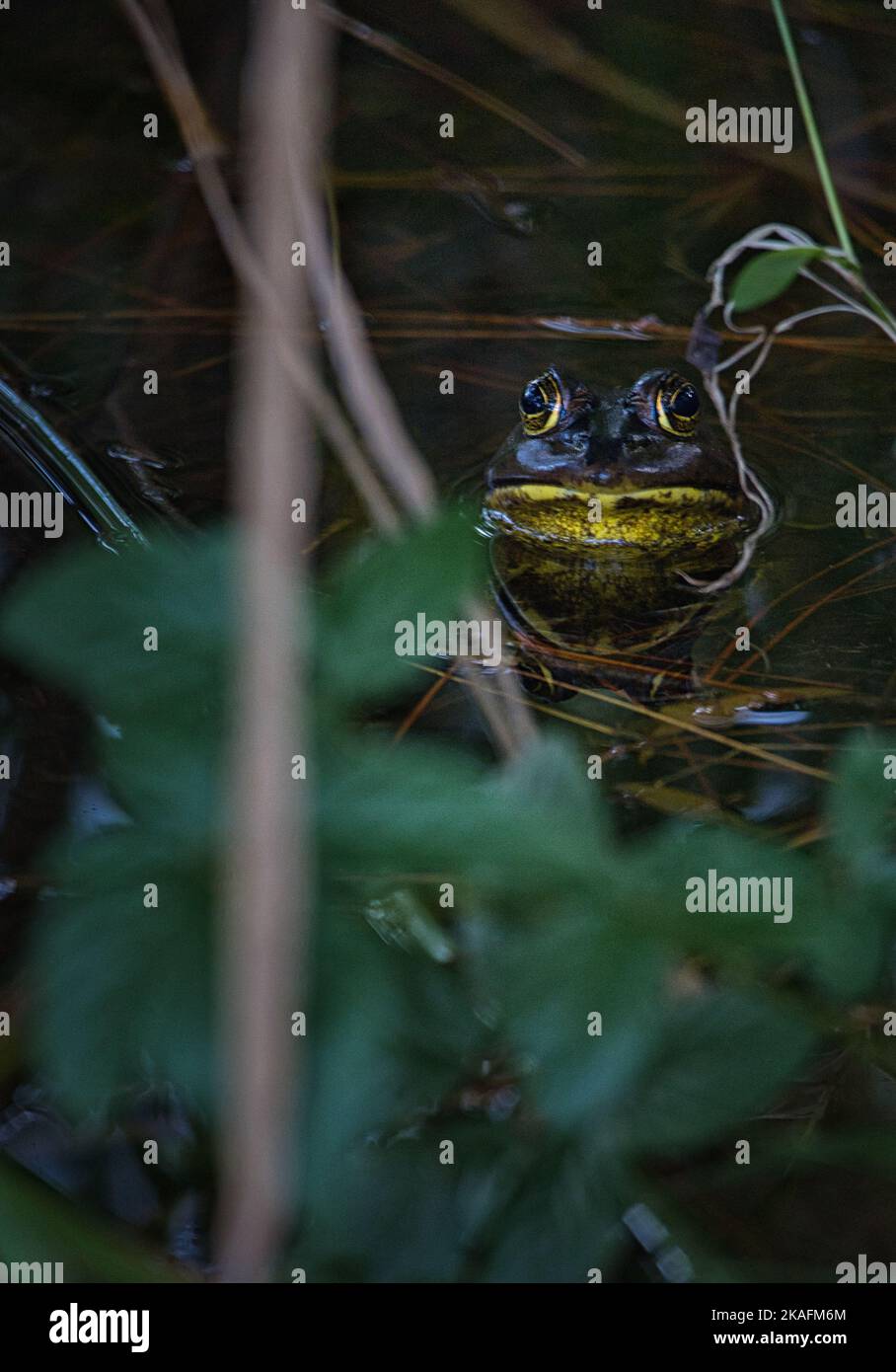 A vertical closeup of an American bullfrog (Lithobates catesbeianus) in the water Stock Photo