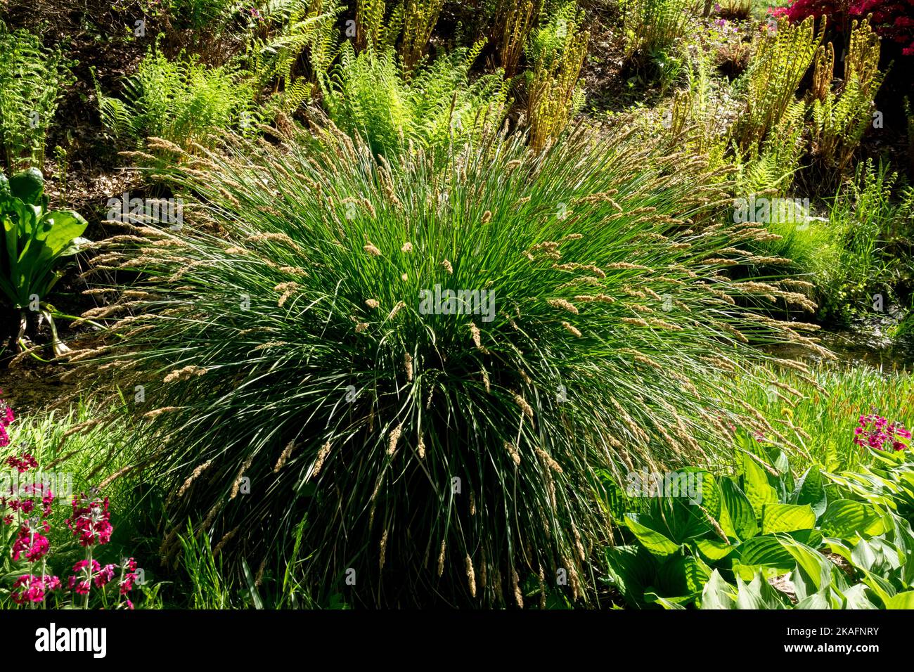 Clumps of Grass, carex pendula, Tufted sedge, Hardy, Plant, Sedge, Spring, Garden, Scene Stock Photo