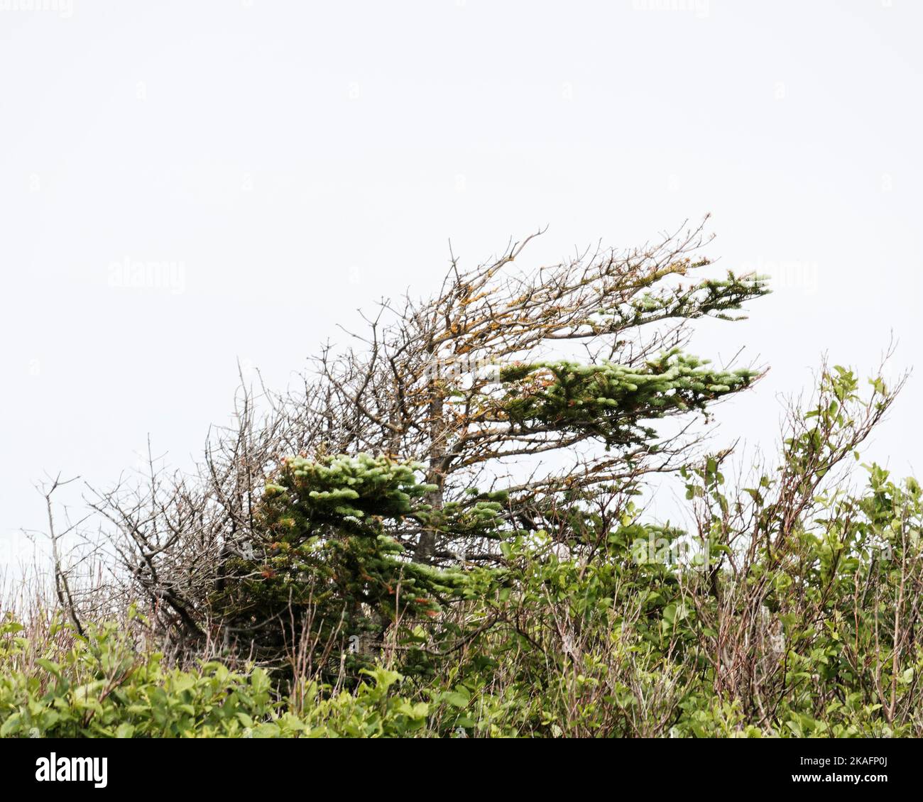 A deformed spruce tree, tuckamore, caused by strong ocean winds are a common sight in coastal Newfoundland and Labrador, Canada. Stock Photo