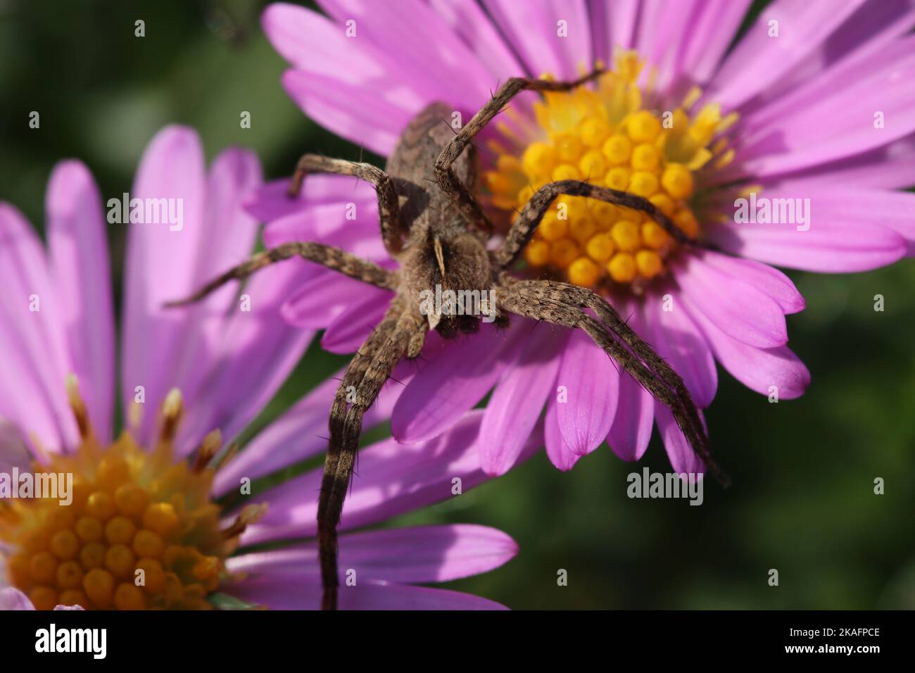 Spider on New York aster flowers. Aster Novi-Belgii. Michaelmas Daisy. Erigeron glaucus or Sea Breeze plant. Stock Photo