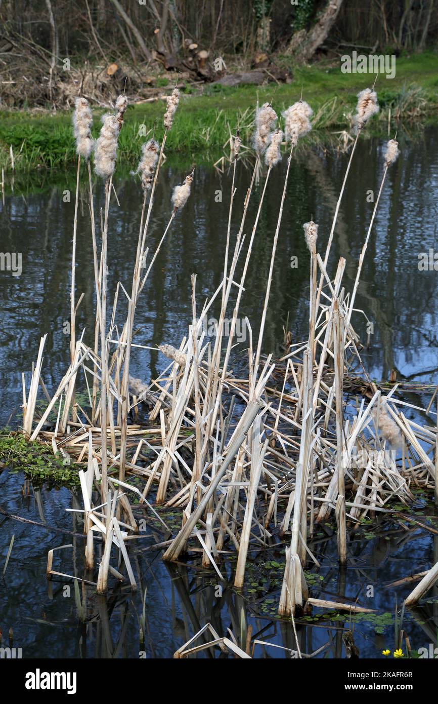 Bulrush spring hi-res stock photography and images - Alamy