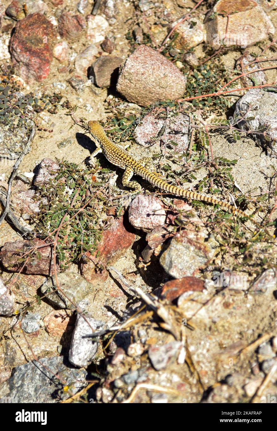 California Tiger Whiptail Lizard (Aspidoscelis tigris) in Anzo- Borrego Desert State Park. Stock Photo