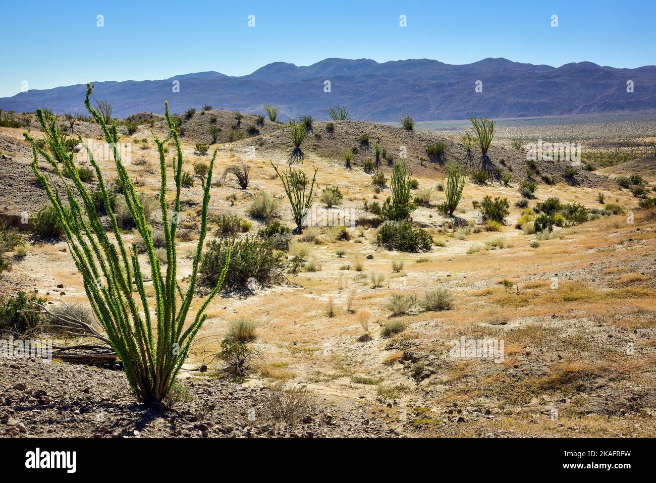 Ocotillo (Fouquieria splendens) in Borrego Springs, California, at the Anza-Borrego Desert. Stock Photo
