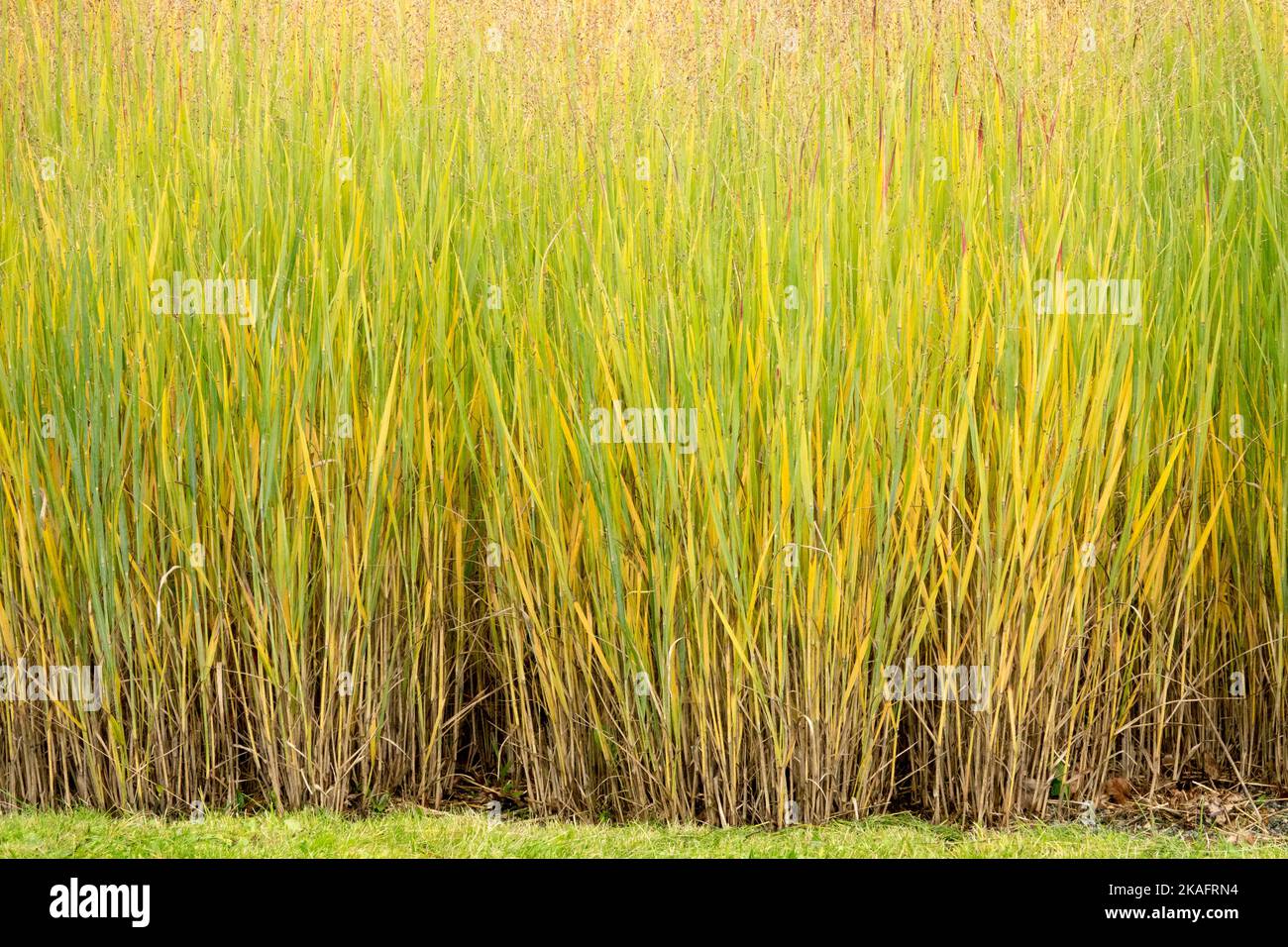 Autumn, Switch Grass, Panicum virgatum, Border, Clumps, Edge, Grasses, Garden, Herbaceous, Switchgrass Stock Photo
