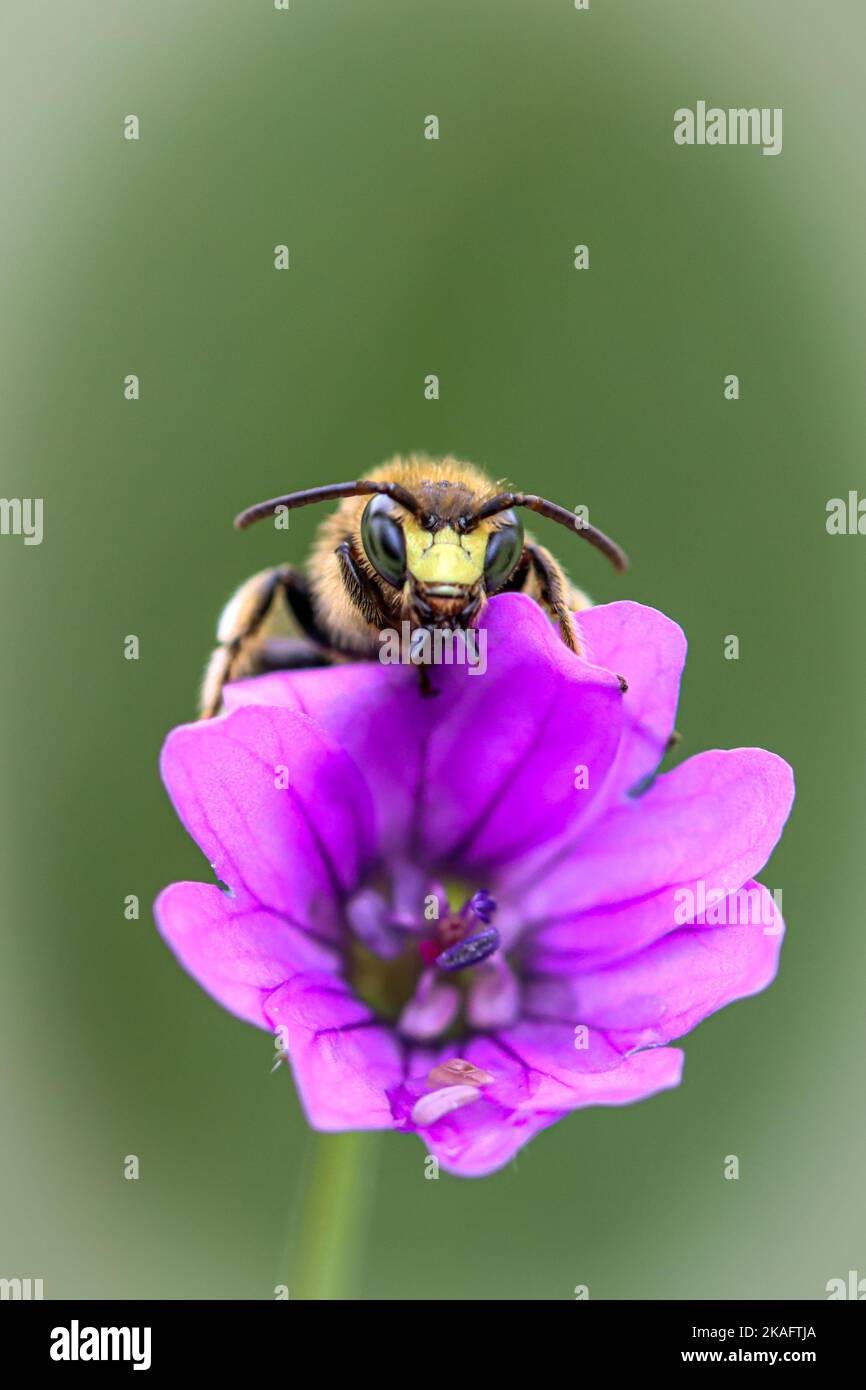 wild bee on wild geranium Stock Photo