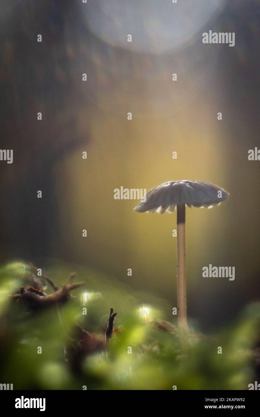 Fairytale scene in the forest with mushroom - vintage lens Stock Photo