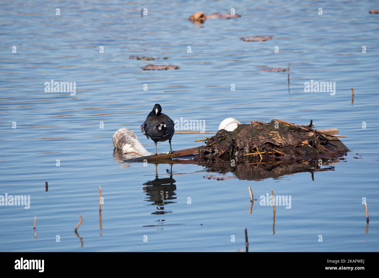 An American coot, fulica americana, stands on a man-made island at a  marsh facing the camera in Iowa on an autumn day. Stock Photo