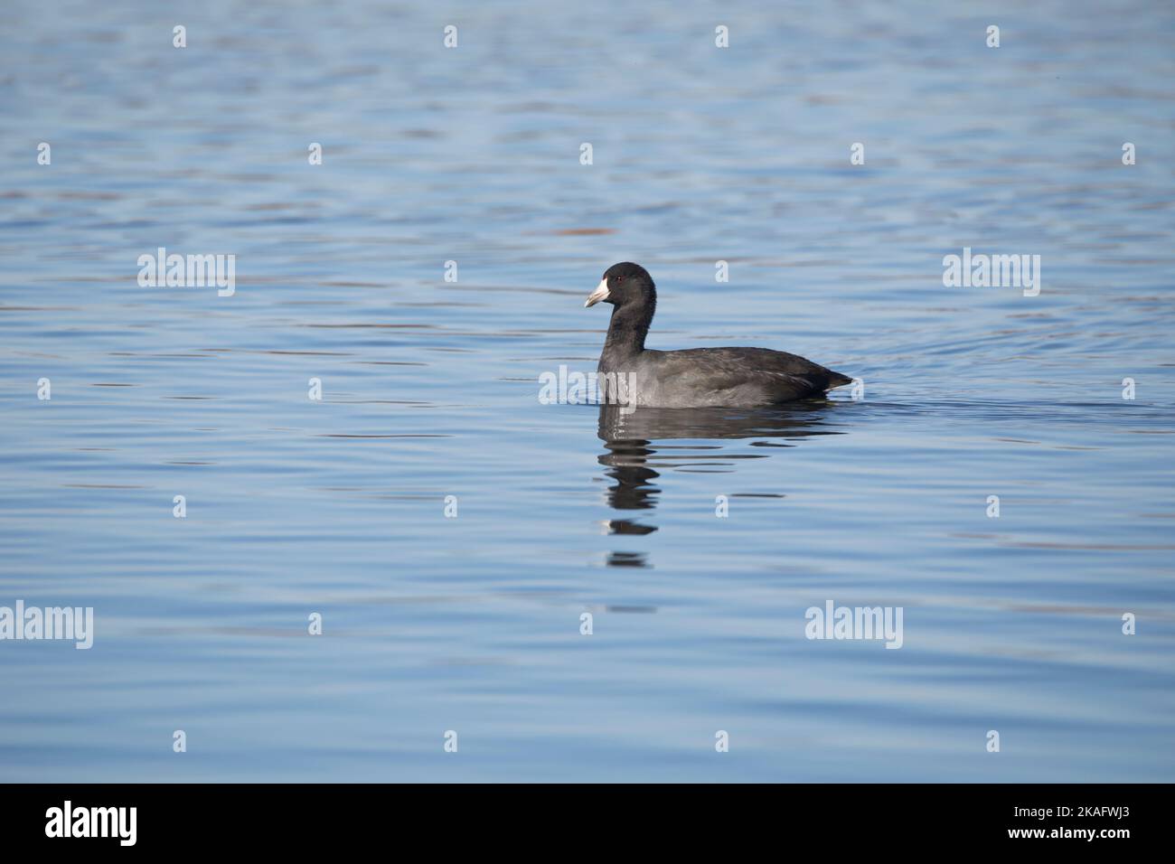 Side view of an American coot, fulica americana, swimming in marsh water in Iowa on an autumn day. Stock Photo