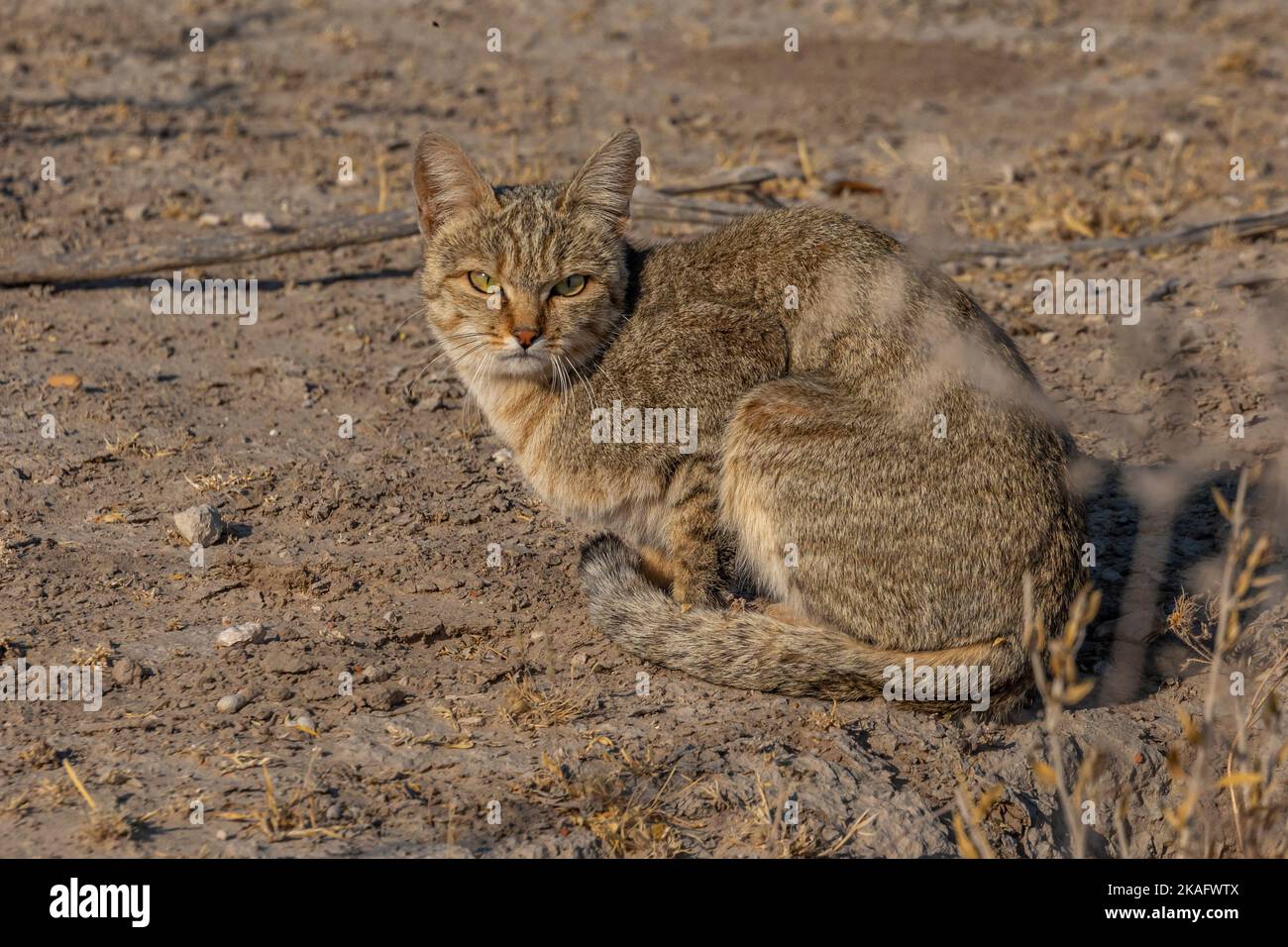 Afican wild cat (felis silvestris cafra), Etosha National Park, Namibia Stock Photo