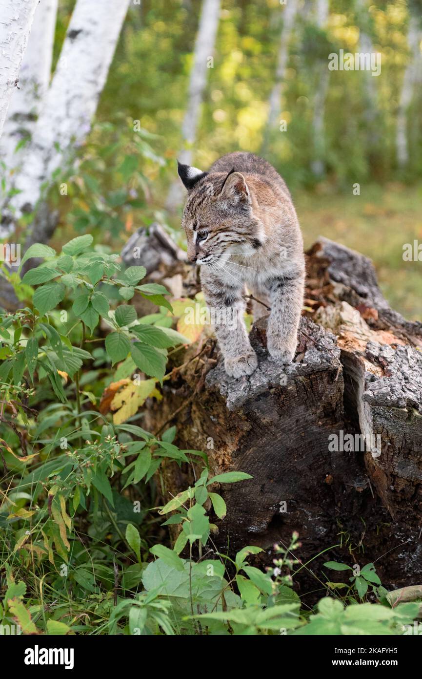 Bobcat (Lynx rufus) Looks Down Side of Log Autumn - captive animal Stock Photo