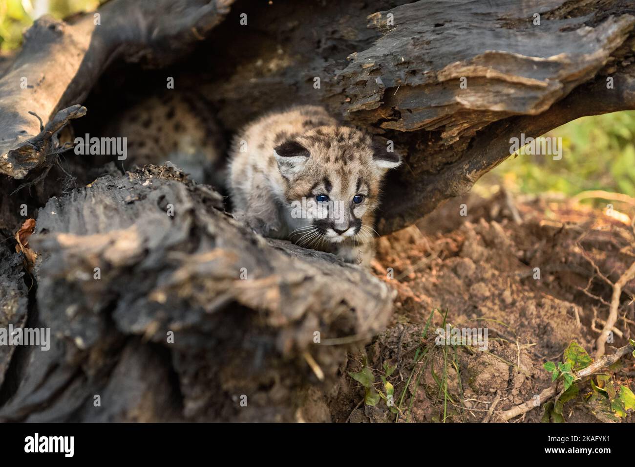 Cougar Kitten (Puma concolor) Creeps Out of Log Sibling Behind Autumn - captive animals Stock Photo
