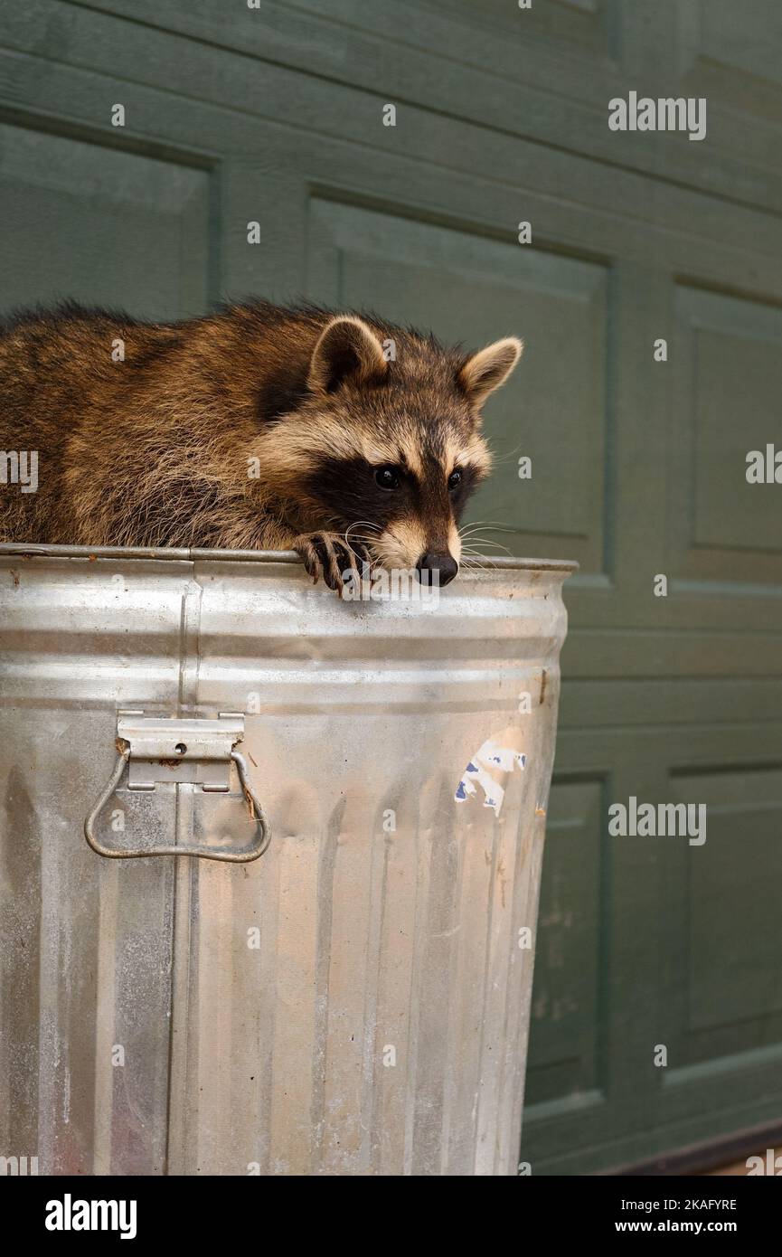 Raccoon (Procyon lotor) Peers Out Over Edge of Trash Can Autumn - captive animal Stock Photo