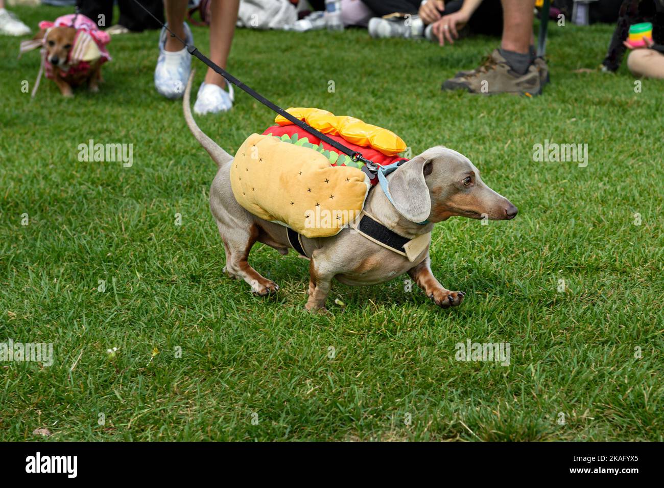 Dachshund Trots By in Hot Dog Costume Spectators Behind  - Dachshund Races Stock Photo