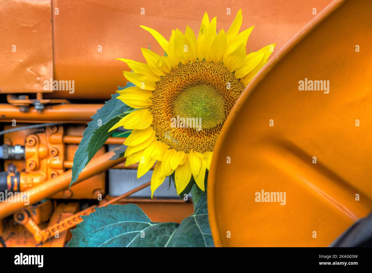 Sunflower Nestled in Orange Tractor - Summer Stock Photo - Alamy