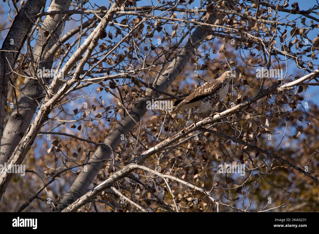 A juvenile Cooper's Hawk, accipiter cooperii, is camouflaged in an autumn tree on fall day in Iowa. Stock Photo