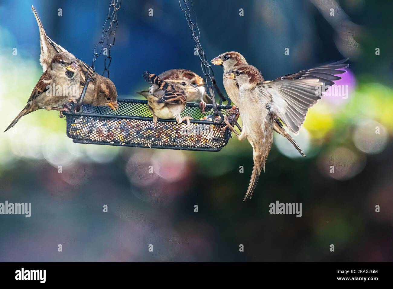 House sparrows feeding at autumn bird feeder Stock Photo Alamy