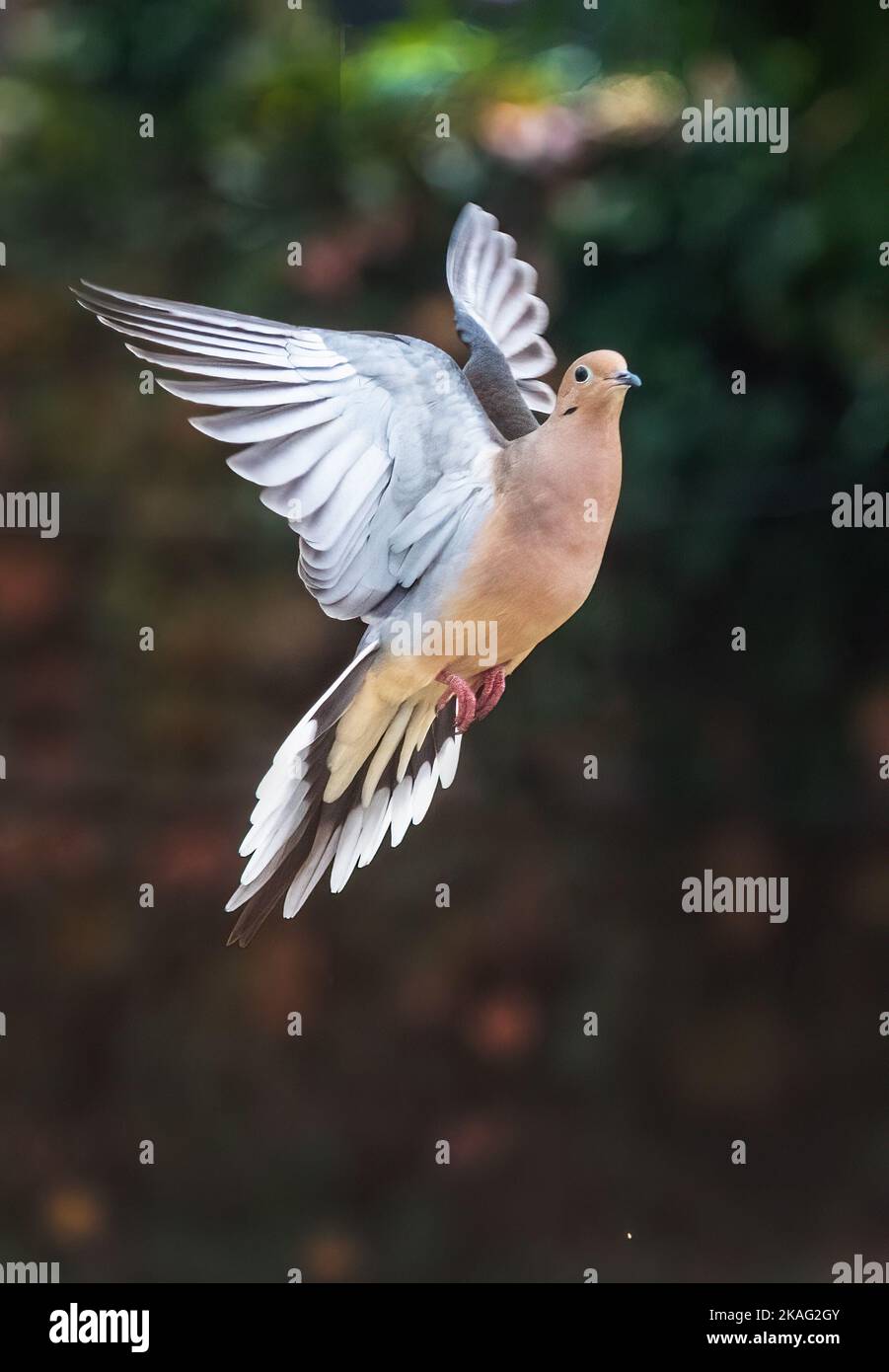 Mourning dove flight Stock Photo