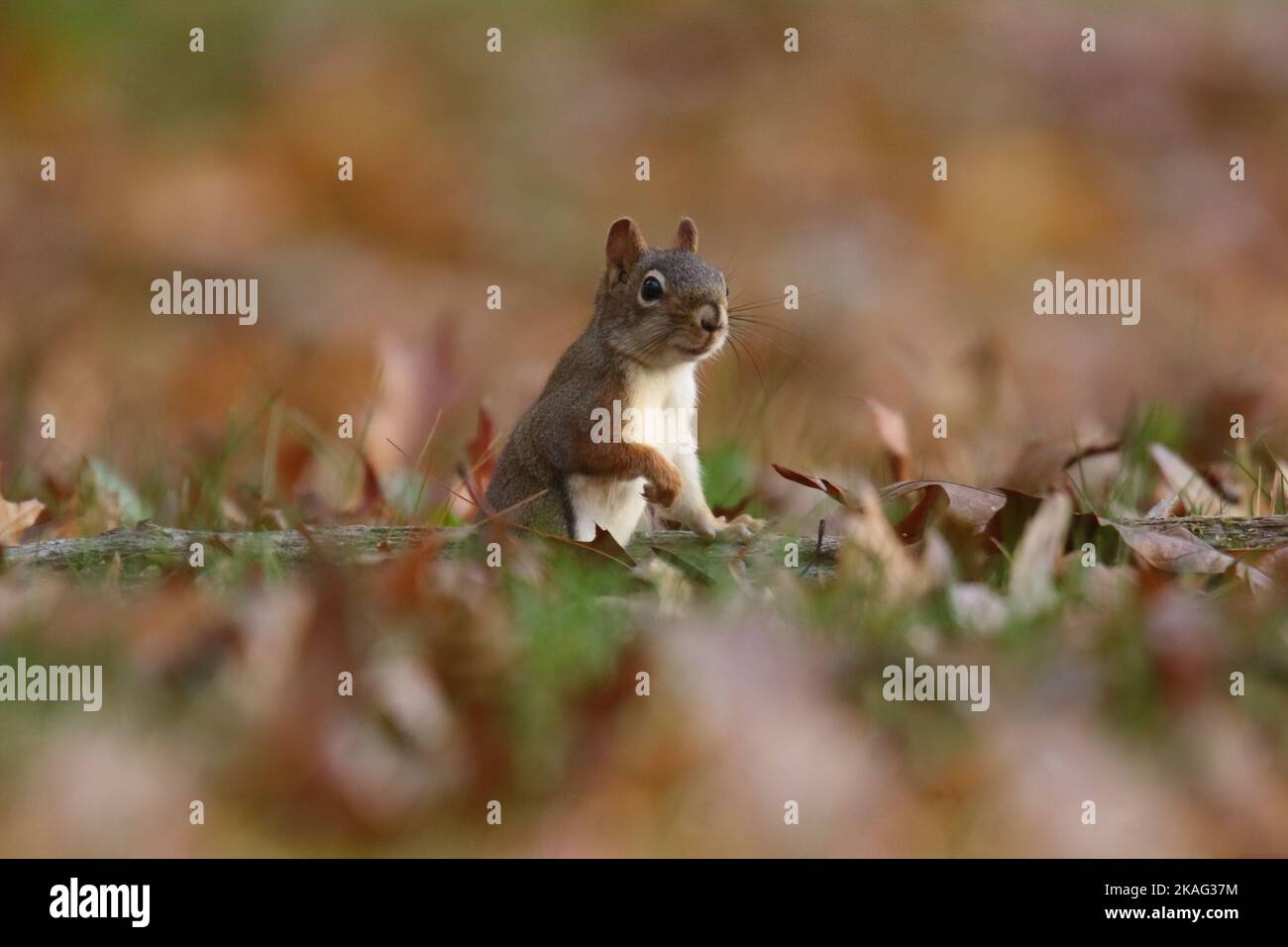 American red squirrel Tamiasciurus hudsonicus out looking for acorns in Fall in a backyard Stock Photo