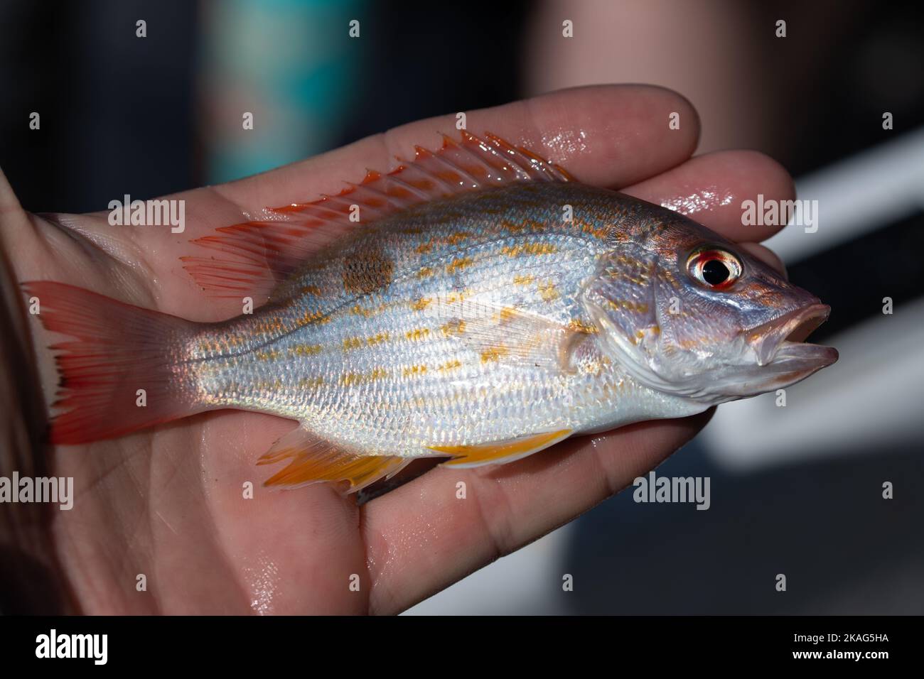 Golden snapper hi-res stock photography and images - Alamy