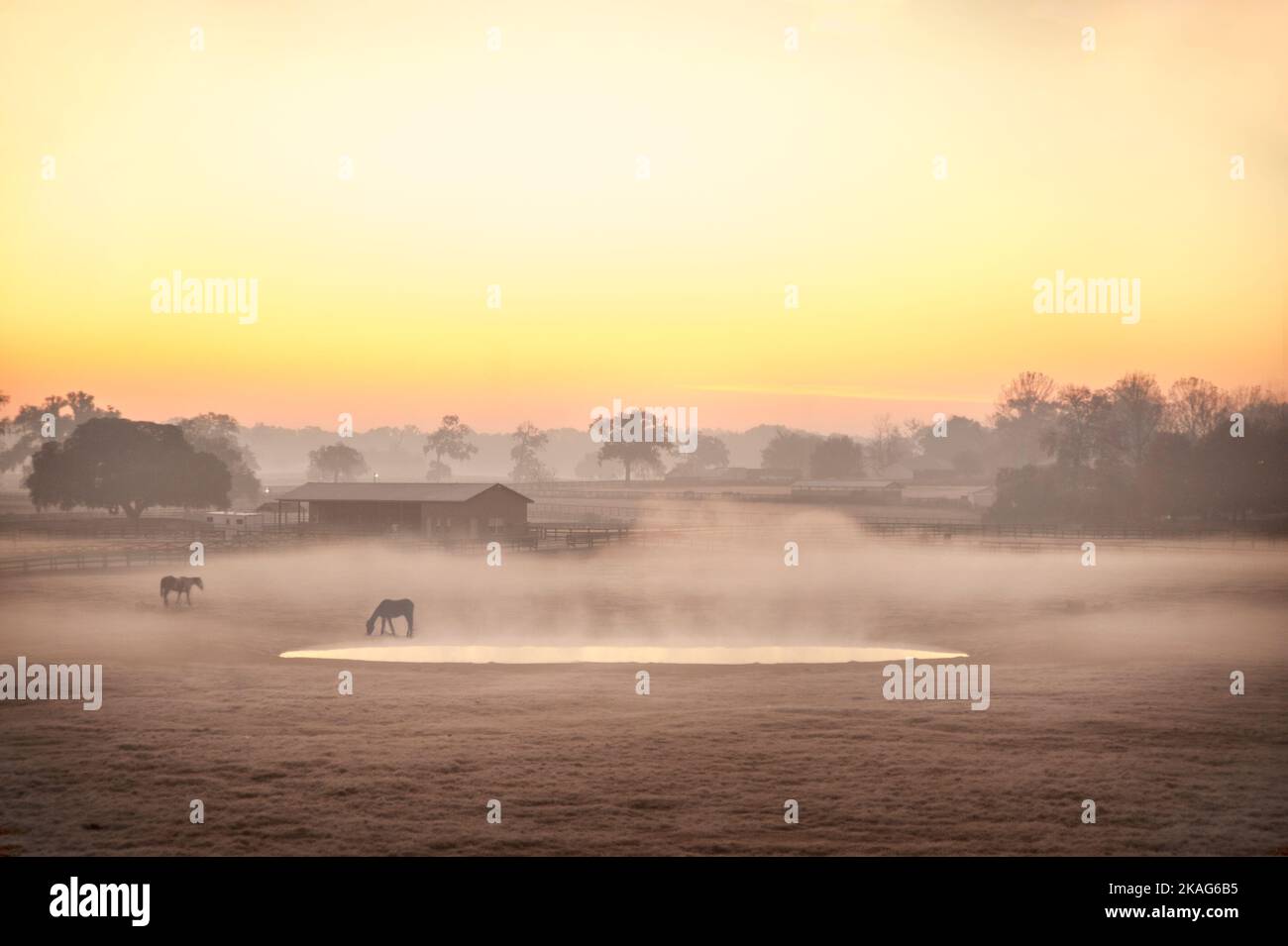 Sunrise over foggy frost covered horse farm pasture and barns, Ocala Florida Stock Photo