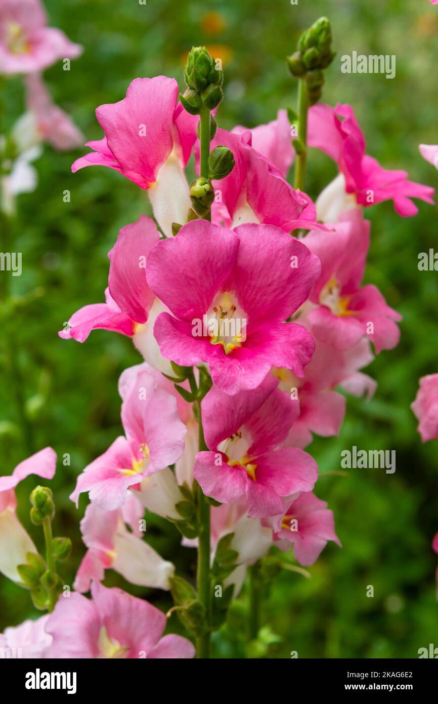 Bright pink snapdragon flowers  (Antirrhinum majus) from a Sherbet Toned Chantilly Mix bloom in a home garden. Stock Photo