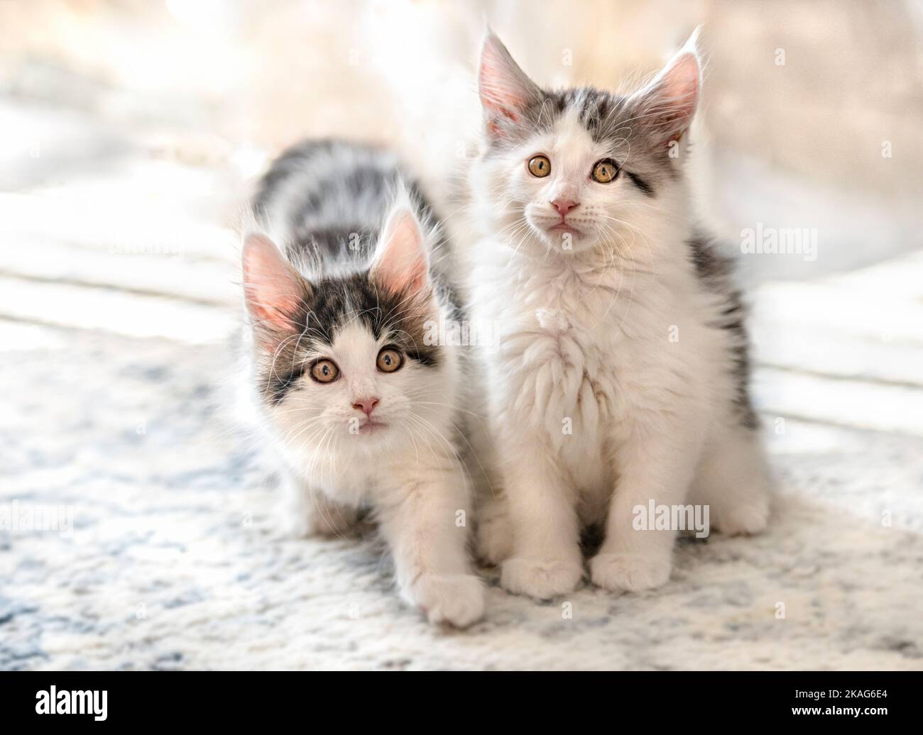 Pair of  curious, alert 9 week old, Maine Coon Cat kittens playing on carpet Stock Photo